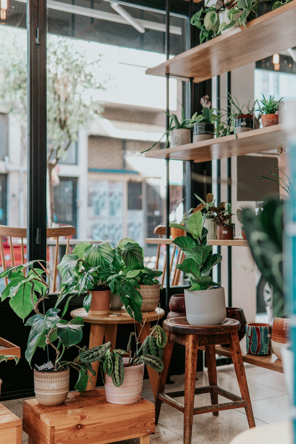 Plantas junto a una ventana con luz